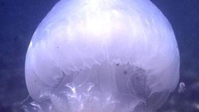Allarme meduse giganti nel Mediterraneo 
