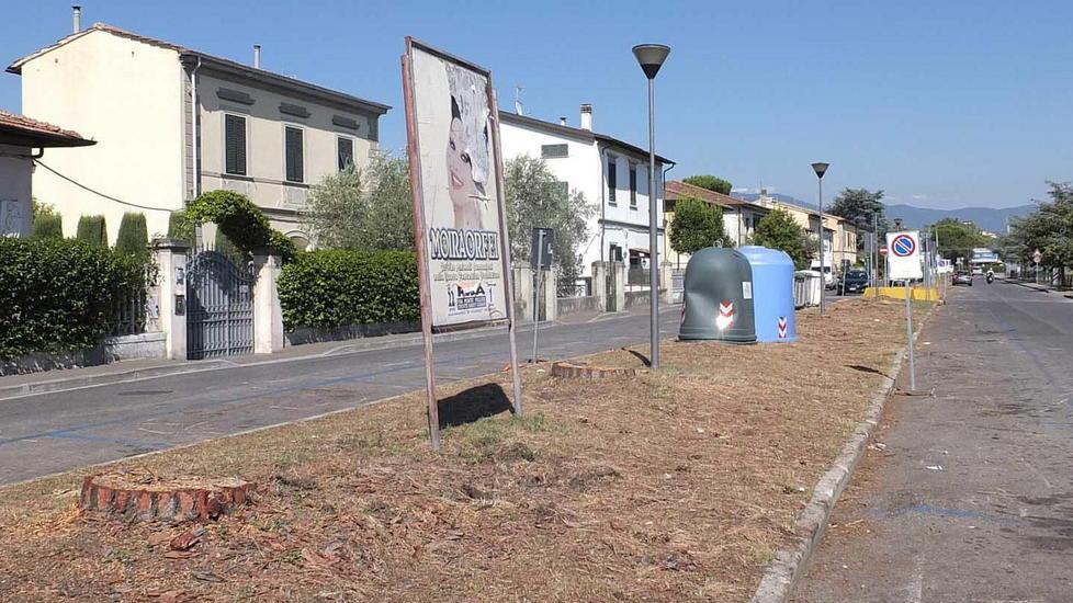 Abbattuti tutti i pini in via del Marmigliaio