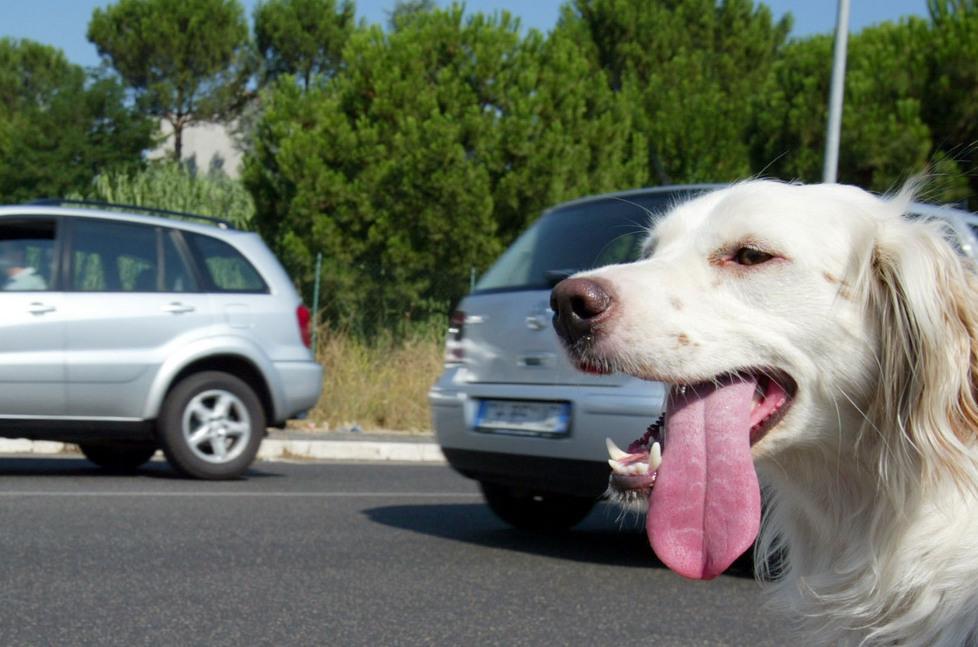 L’estate degli animali Calano gli abbandoni il canile non scoppia 
