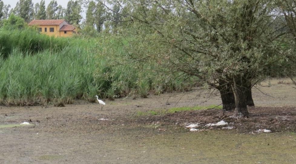 Novellara, morìa di uccelli nelle ex risaie della Cila