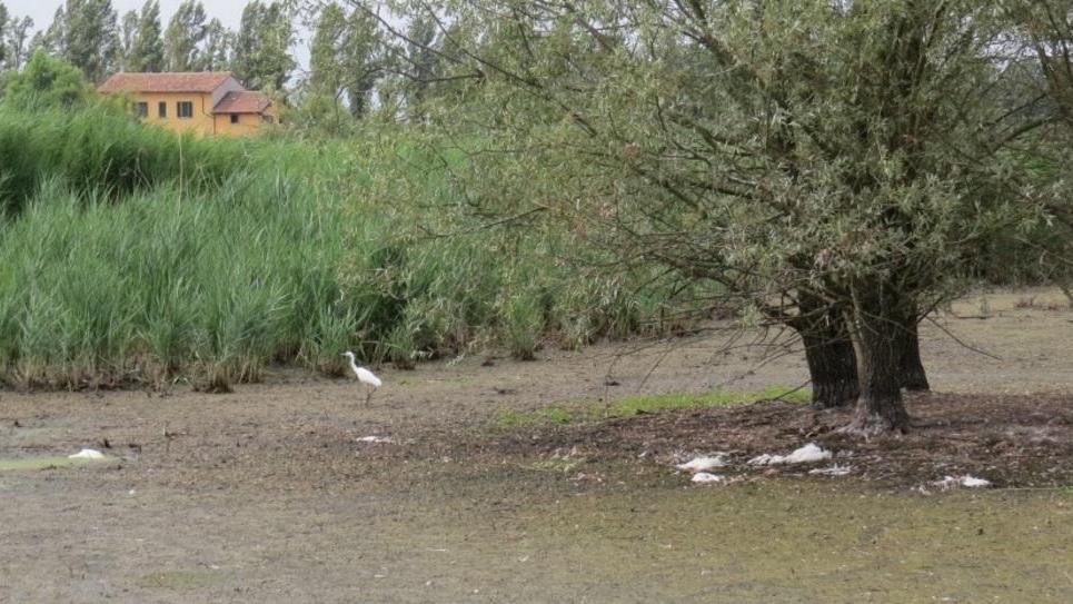 Novellara, morìa di uccelli nelle ex risaie della Cila