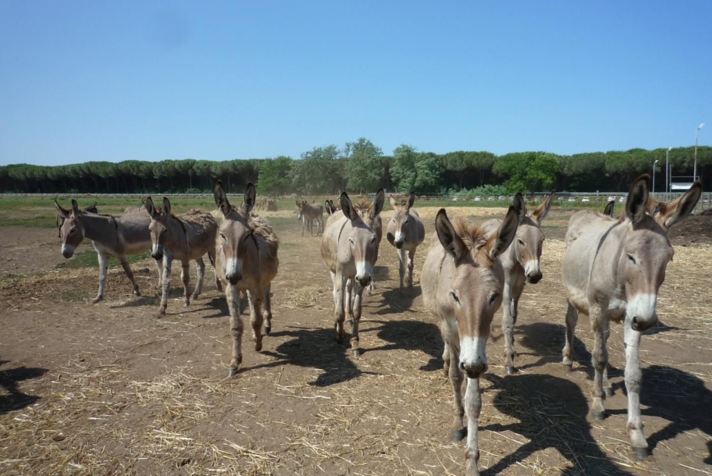 Le asine dell'azienda Le Bandite