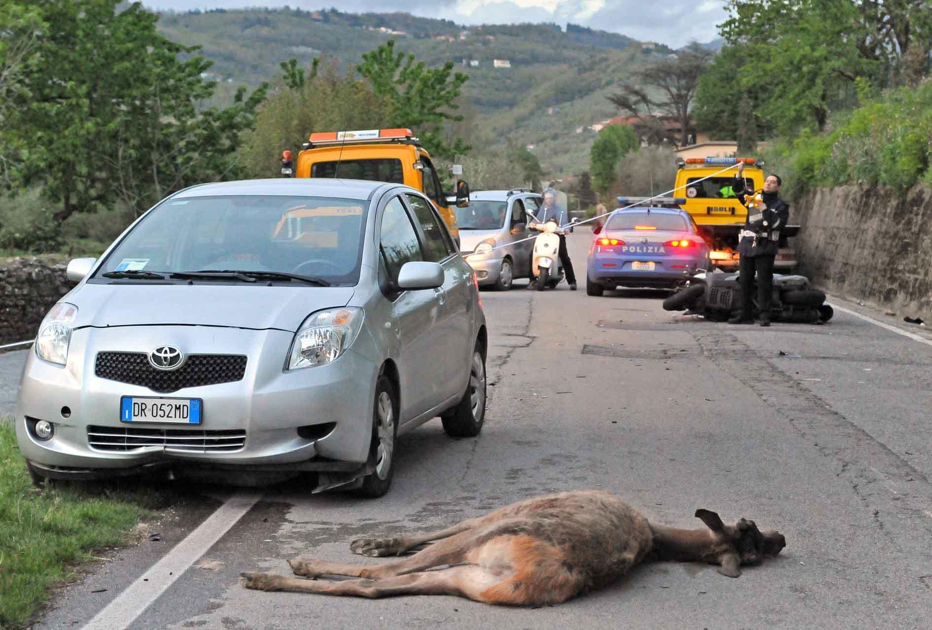 Sensori a infrarossi per scongiurare incidenti con animali 