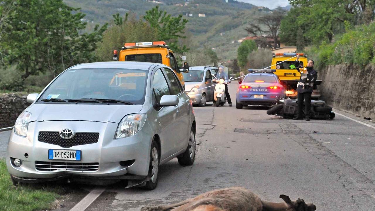 Sensori a infrarossi per scongiurare incidenti con animali
