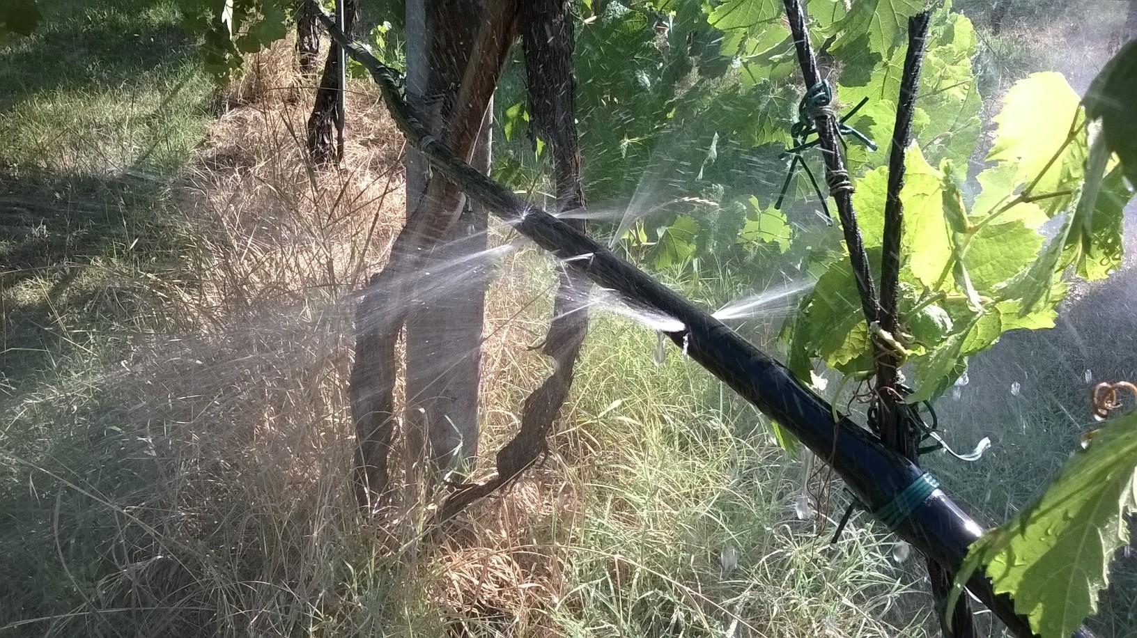 I cacciatori sparano tra vigneti e frutteti, colpendo... i tubi dell'irrigazione 