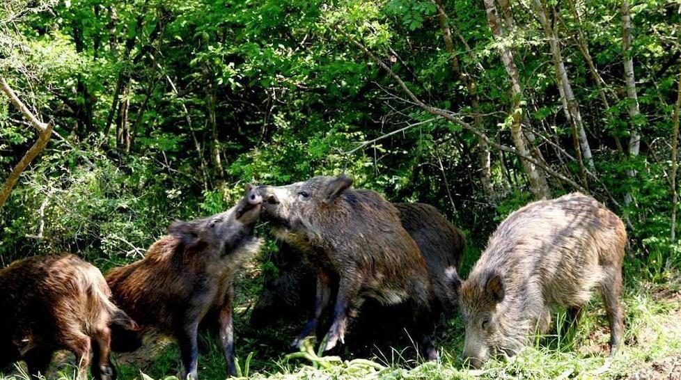 Troppi danni causati da animali, scatta l’agitazione