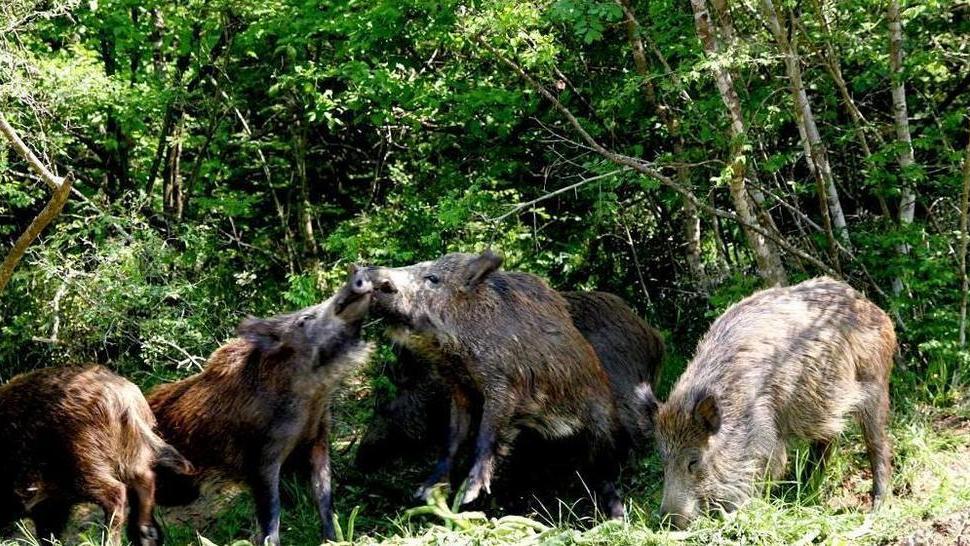 Troppi danni causati da animali, scatta l’agitazione