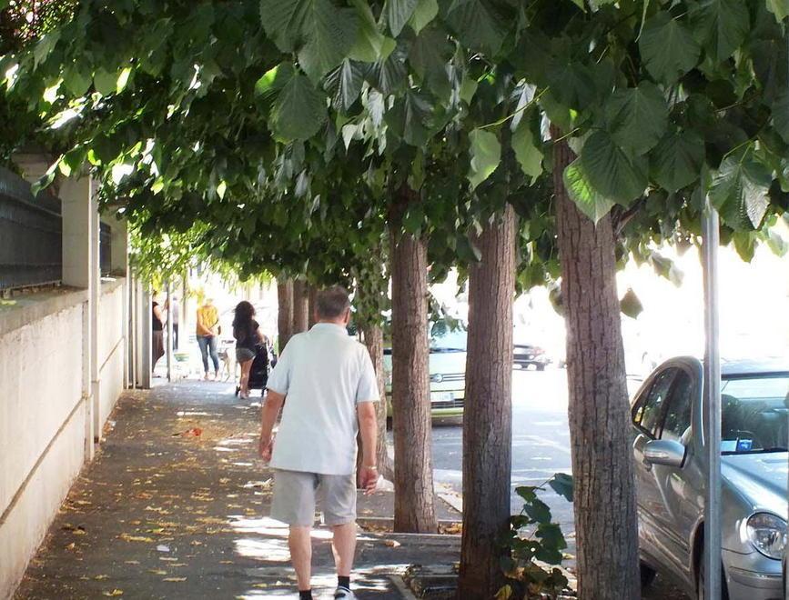 «Buche, sporco e gli alberi da potare» 