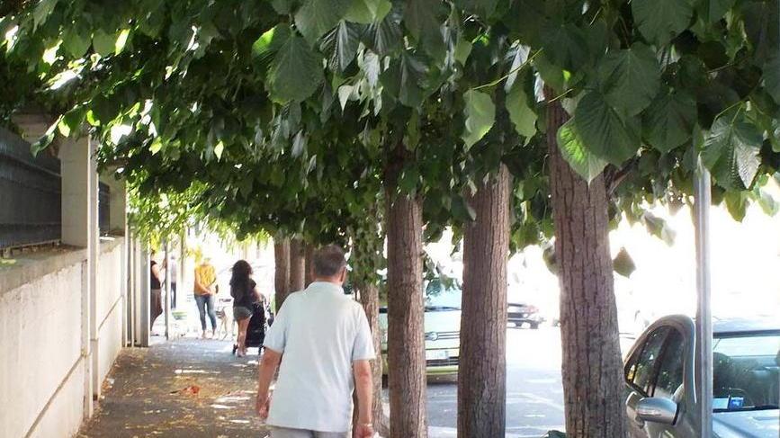 «Buche, sporco e gli alberi da potare»