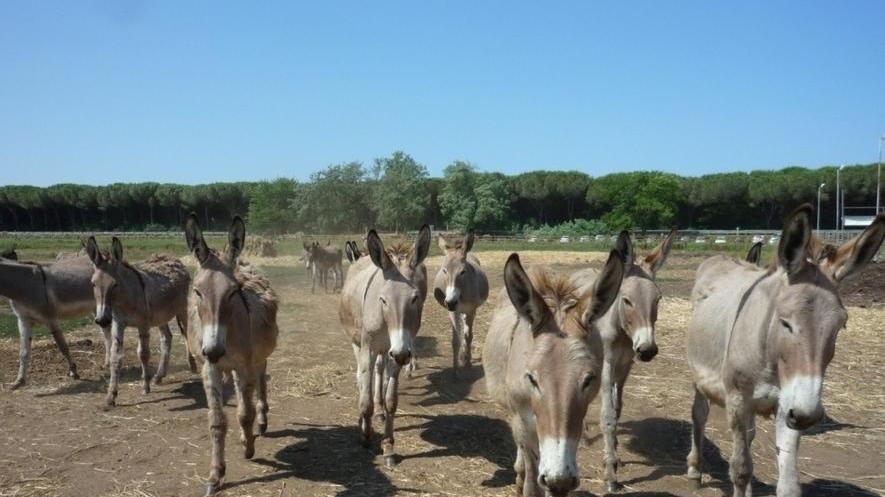 Latte d’asina, un elisir da Expo