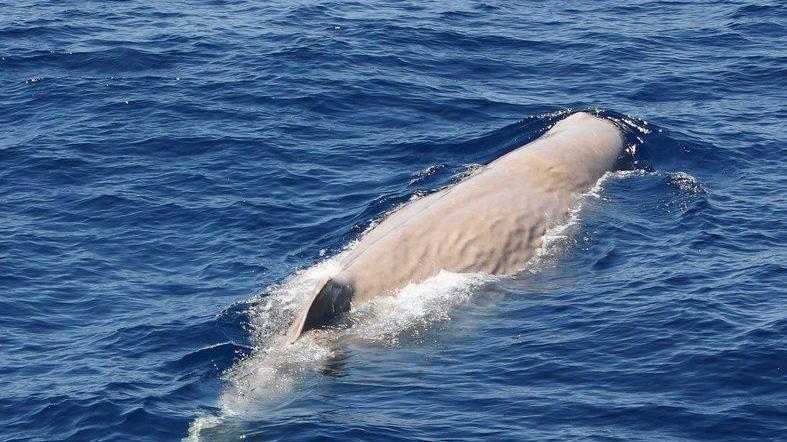 Moby Dick è tornato capodoglio albino avvistato a Caprera 