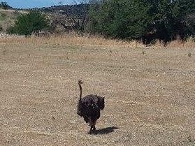 Ozieri, ucciso lo struzzo mascotte: “Paperina” forse massacrata per scommessa 