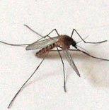 West Nile, i consigli Asl per proteggersi dal virus 