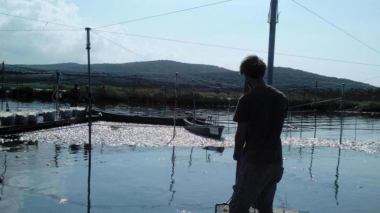 Strage di pesci in laguna ipotesi disastro ambientale