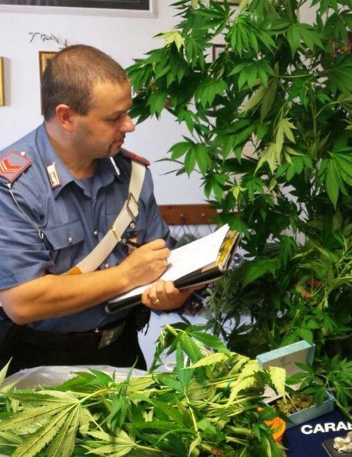 Coltivava marijuana in casa arrestato dopo un controllo