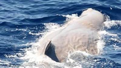 Escursionisti entusiasti «Così Moby Dick ha voluto salutarci»