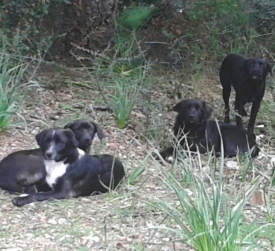 Randagismo e colonie di gatti, l’Enpa incontra Comune e Asl 