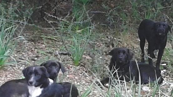 Randagismo e colonie di gatti, l’Enpa incontra Comune e Asl