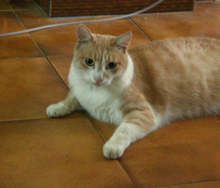 L’allarme lanciato dalla piccola Cucky la gatta di casa