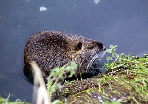 Approvato il piano per il contenimento delle nutrie