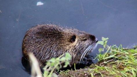Approvato il piano per il contenimento delle nutrie