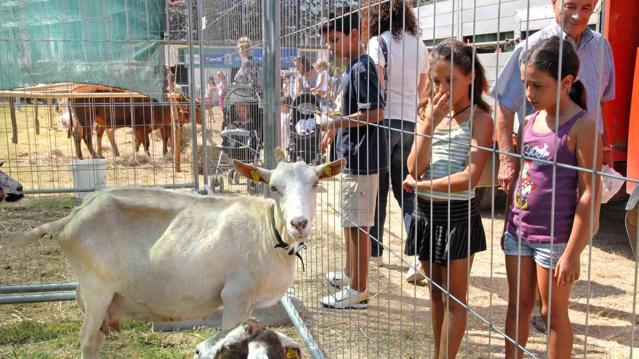 La fiera del bestiame al Settembre quarratino (foto Gori)