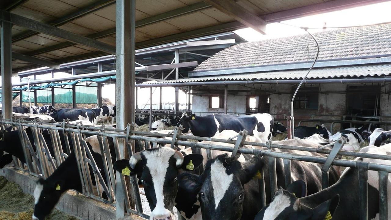Cicale, mucche, api: proprio tutti soffrono il gran caldo