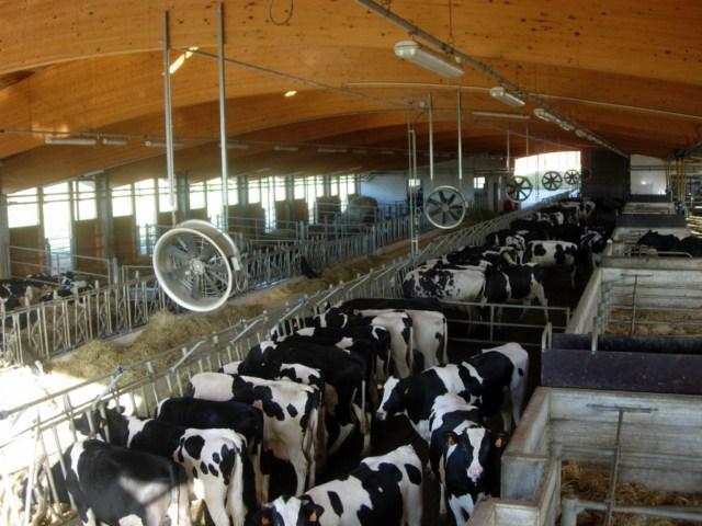 Cicale, mucche, api: proprio tutti soffrono il gran caldo