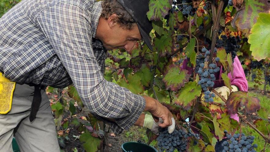 Supercaldo, vendemmia anticipata