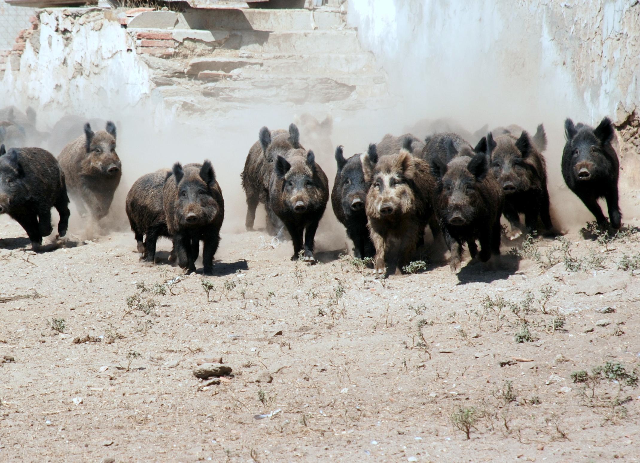 Troppi cinghiali anche in Sardegna, cresce l’allarme 