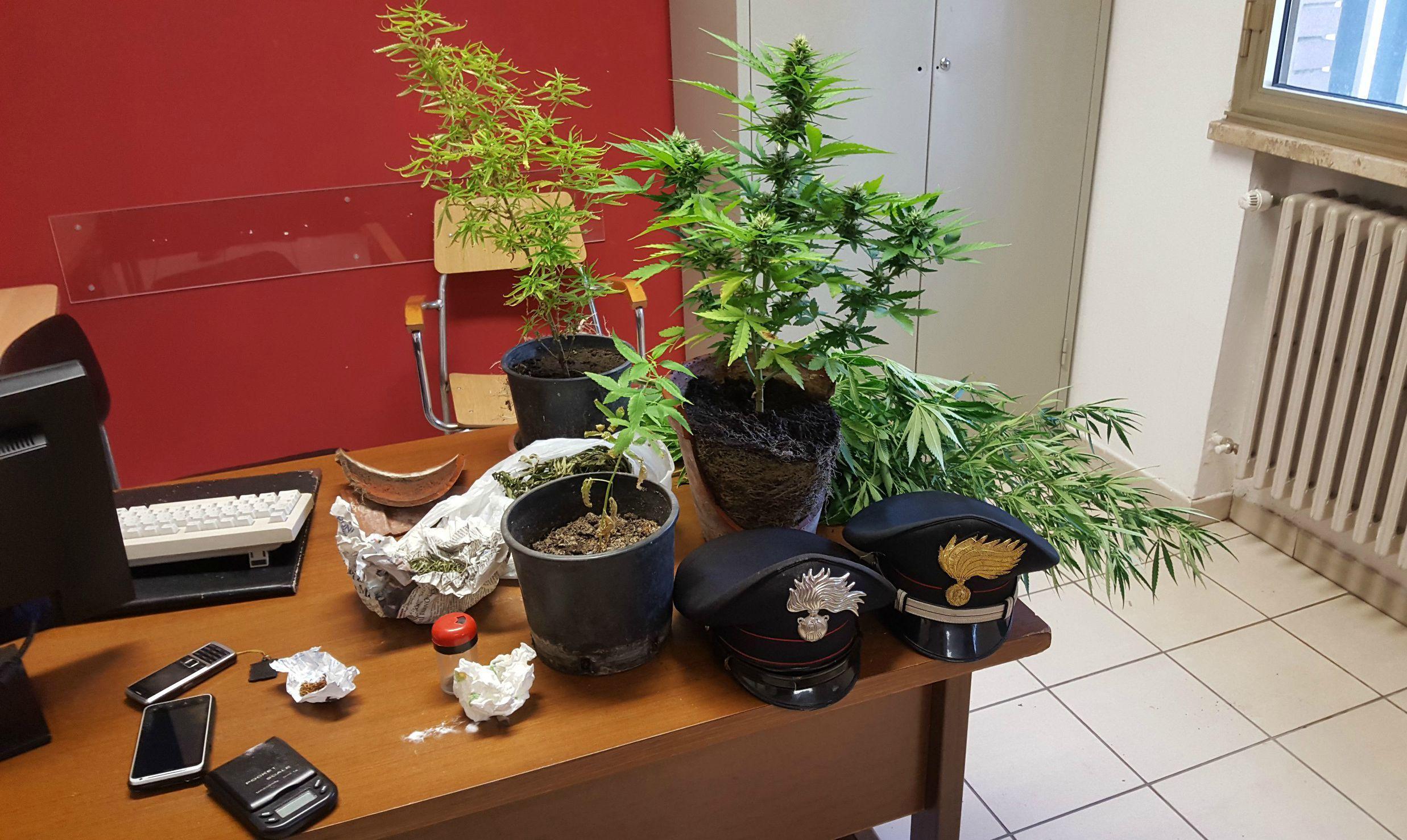 Comacchio, coltiva marijuana: arrestato