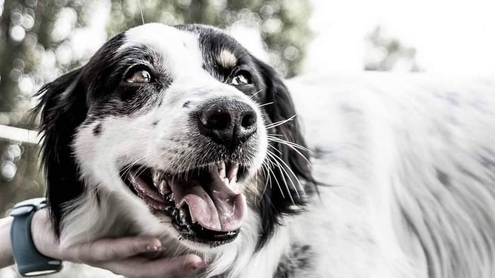 Il cane Snoopy