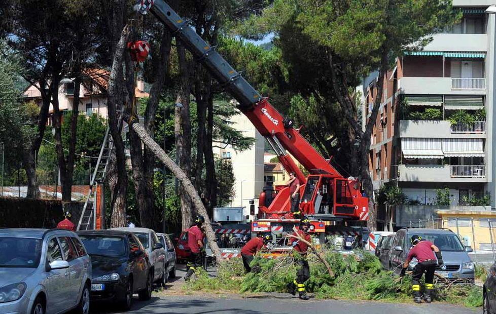 Si spezza un pino, ramo cade su auto in sosta 