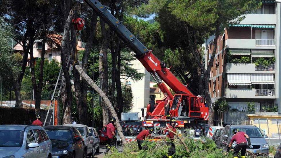 Si spezza un pino, ramo cade su auto in sosta