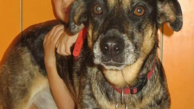 Appello per ritrovare Frida in fuga dopo l’incidente in A1