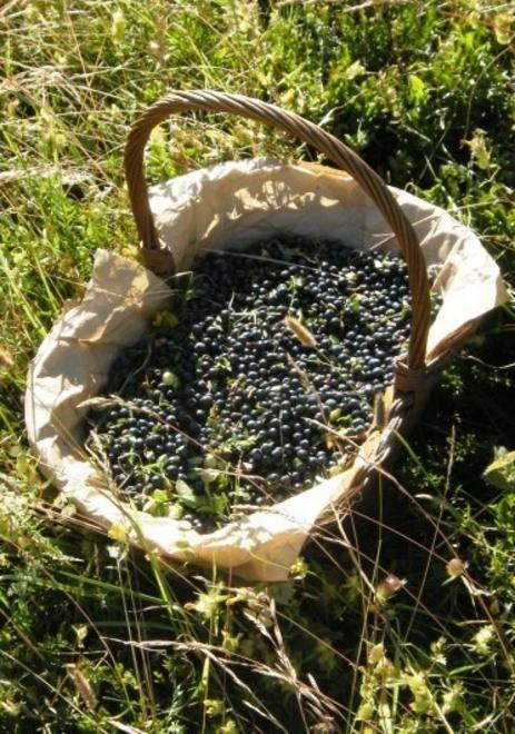 Nuove regole e tesserini per la raccolta dei mirtilli 