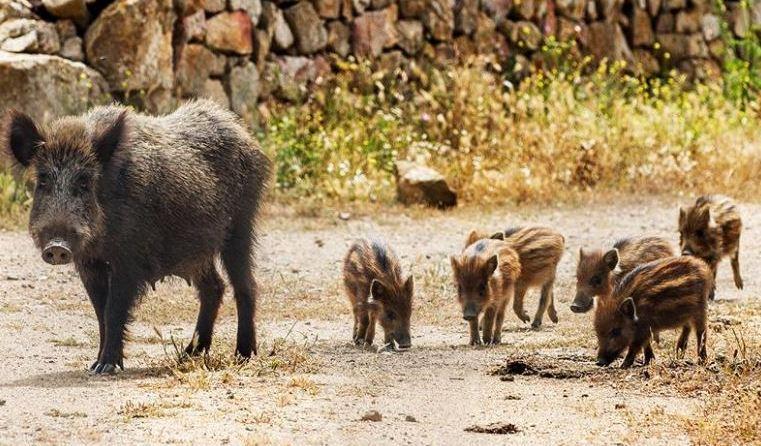 L’appello dai parchi sardi: «I cinghiali vanno abbattuti» 