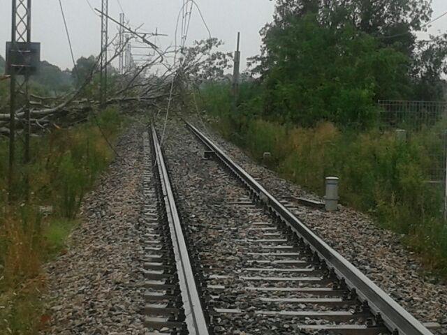Cade un albero sulla Lucca-Viareggio: treni sospesi per ore 