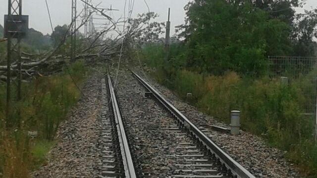 Cade un albero sulla Lucca-Viareggio: treni sospesi per ore