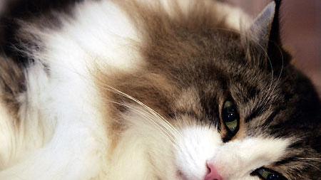 Uccide il gatto del vicino sparandogli con una carabina