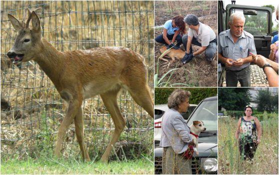 Capriolo a spasso in viale della Repubblica 