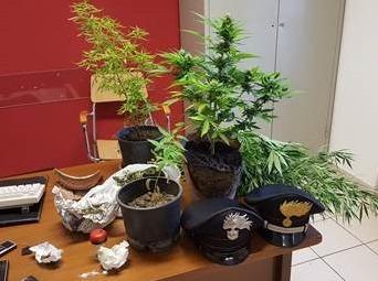 In casa una serra per coltivare marijuana 