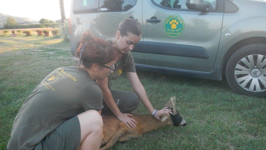 Vignola, coppia aggredita e ferita da un capriolo