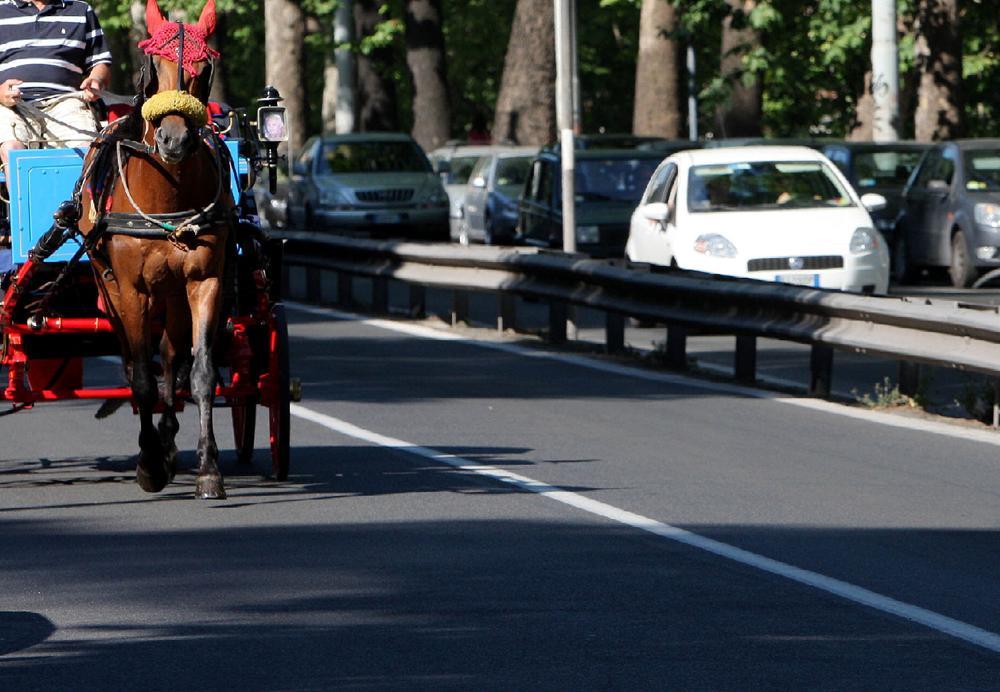 Troppo caldo, vetturino multato per maltrattamento del cavallo
