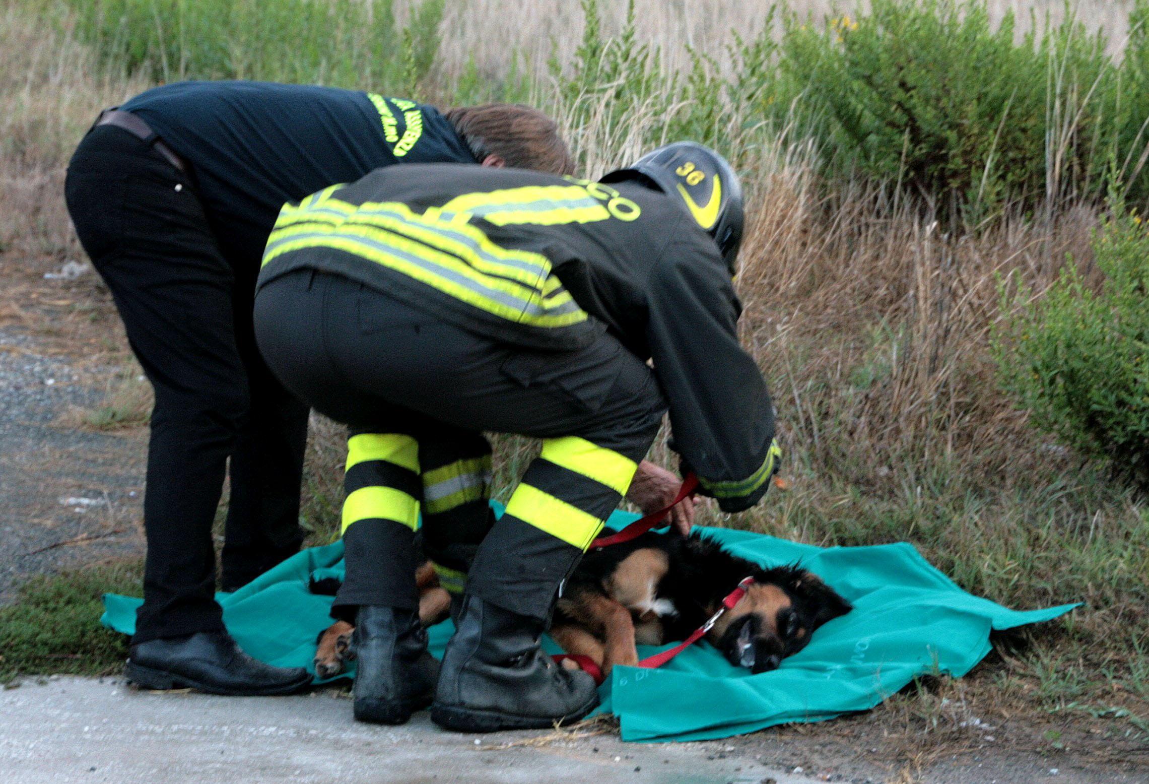 Un cane soccorso dai vigili del fuoco (foto di repertorio)