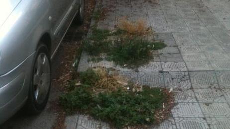 Buche e erbacce invadono i marciapiedi di via Papini