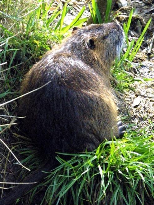 Il Comune adotta il piano anti-nutrie 