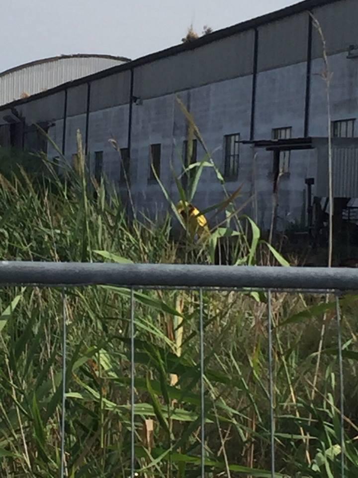 L'inquinatore dei Navicelli, vestito di giallo, fotografato mentre getta sostanze tossiche in acqua
