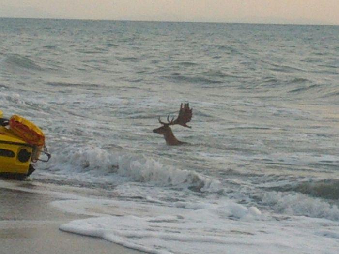 Il daino in mare (foto Ansa)