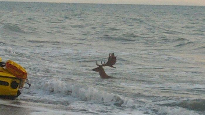 Il daino in mare (foto Ansa)